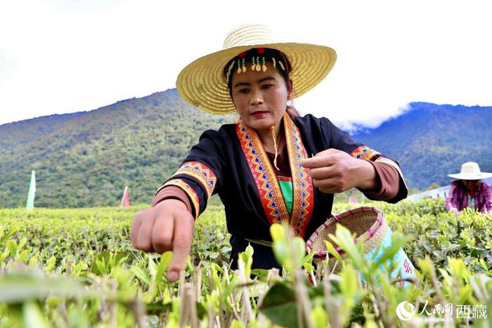 西藏墨脱：“小茶叶”成致富“金叶子”