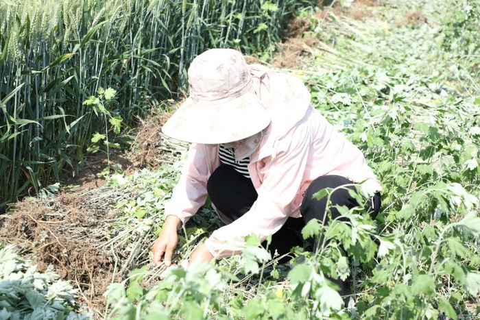 工人在整理艾草。 于红川 摄