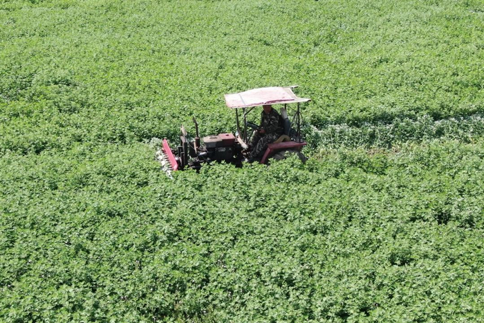 种植户张平希正在进行机械收割。 孙亚科 摄