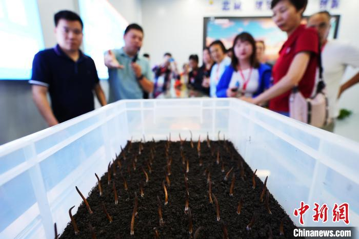 一根根虫草矗立在土壤间。董晓斌 摄