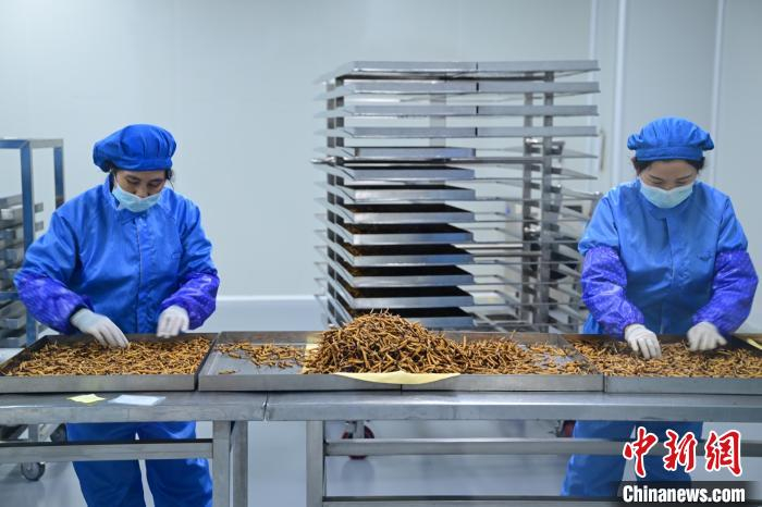 工人在东阳光冬虫夏草生态繁育基地挑选虫草。刘康 摄