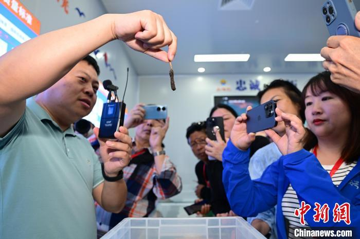 冬虫夏草的形成过程长达两三年之久。刘康 摄