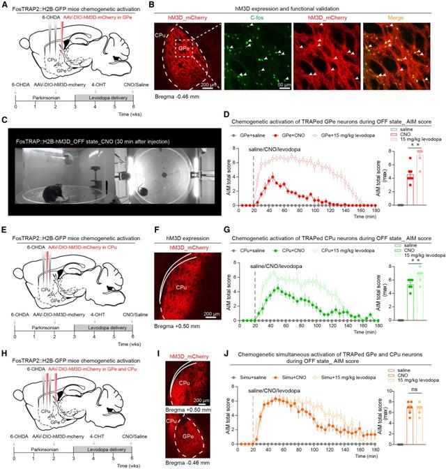 图5 GPe与CPu中异动激活亚群促异动效应的协同性