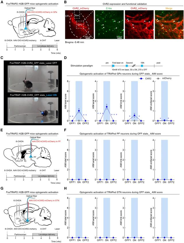 图4 光遗传学激活GPe中异动激活亚群诱发异动样表现