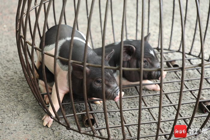  乳猪一般选择出生未满一个月的，8至10斤的小奶猪，四更镇、三家镇农户所饲养的墩头小花猪肉质最佳。记者 郑光平 摄
