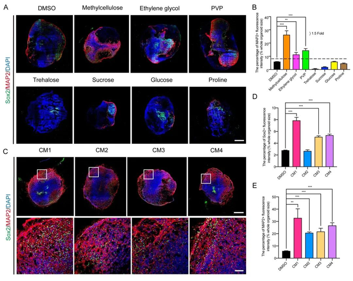 图2：不同冷冻保存介质对复苏后脑类器官的影响