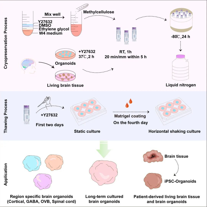 图1：MEDY冷冻复苏技术的建立及其应用