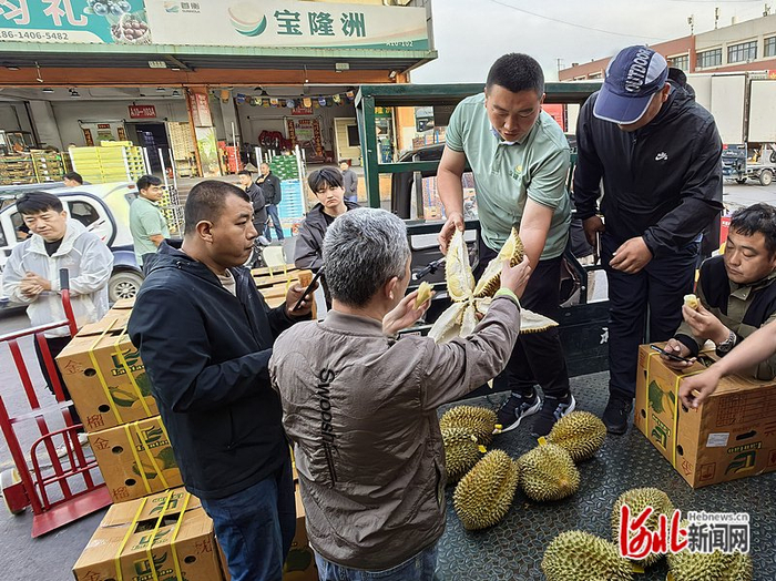 5月16日清晨，郝晋峰（中间穿绿衣者）向采购商展示榴莲。 河北日报记者 潘文静摄