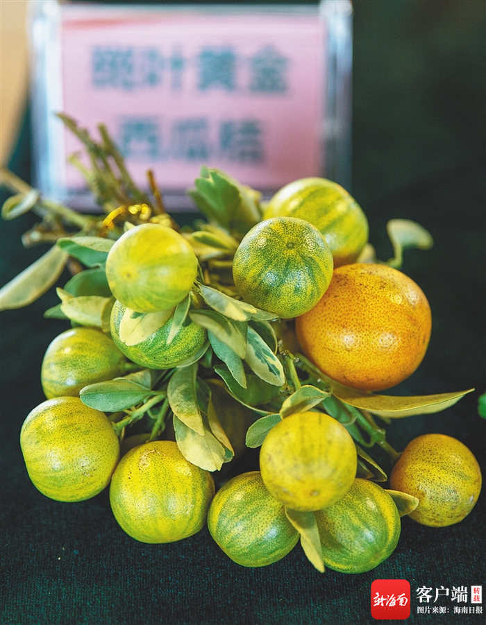 斑叶黄金西瓜桔。 海南日报记者 袁琛 摄