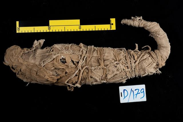 此次将展出的“木乃伊鳄鱼”。（上海博物馆供图）