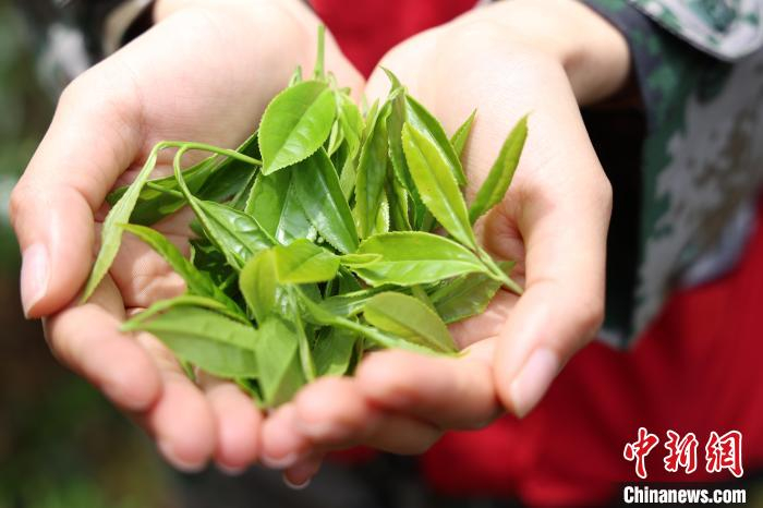 荒野茶。　　　　　庆元县委统战部 供图