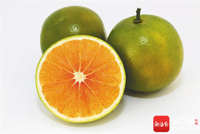 琼中绿橙。资料图