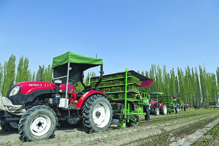 在博湖县塔温觉肯乡敖瓦特村的大田里，新型辣椒苗移栽一体机正在田地里作业。 薛云少摄