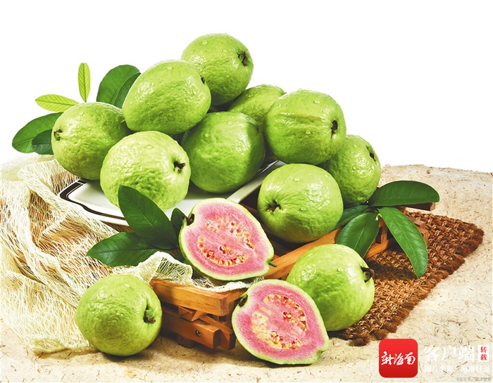 番石榴。资料图