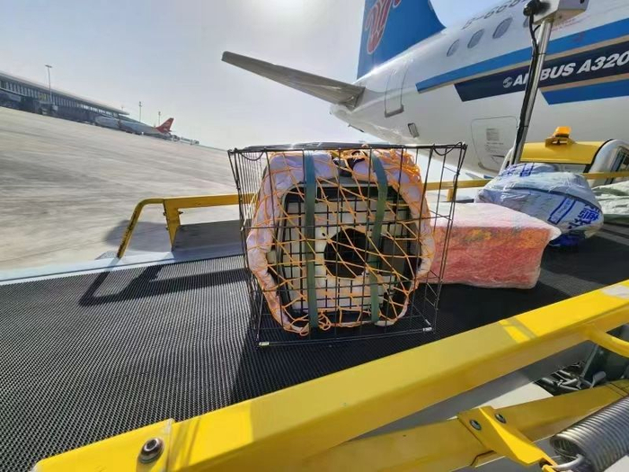 在宠物托运的特定环节，南航物流工作人员以照片、视频等形式向宠物主人发送爱宠乘机出行的难忘瞬间。南航物流供图