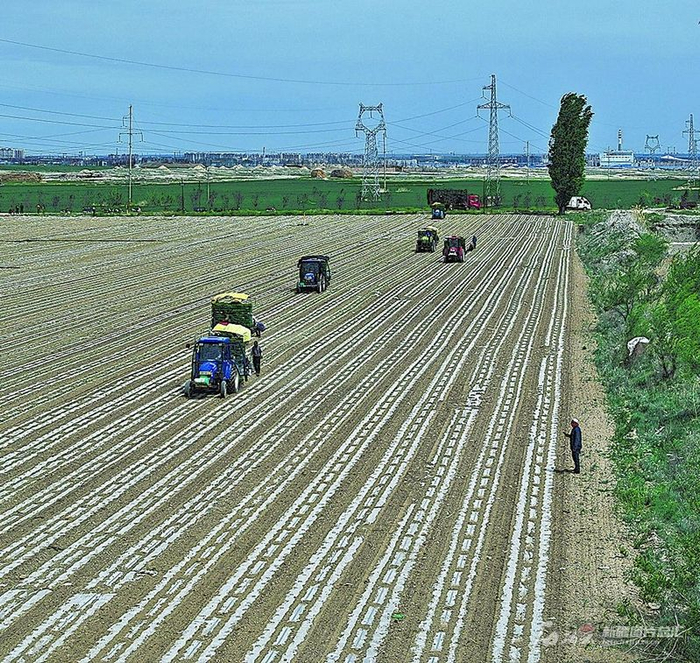 在沙湾市金沟河镇三道湾村的农田里，番茄苗移栽机正进行作业。 孙志坤摄