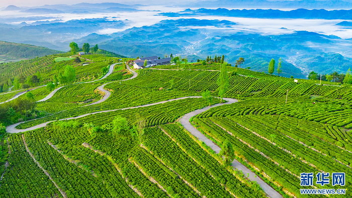 图为十堰市竹山县建成的有机茶园。新华网发 王俊摄