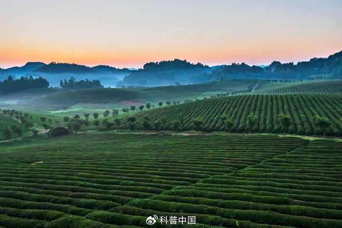 贵州茶园。图库版权图片，转载使用可能引发版权纠纷