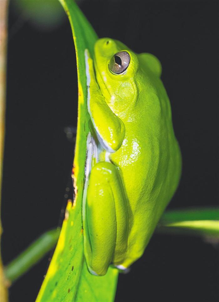 在海南热带雨林国家公园五指山片区，趴在树叶上的树蛙。海南日报记者李天平 摄