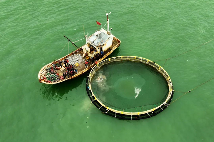 山东日照，渔民在给网箱内的养殖鱼投喂食物（无人机照片）。王海滨 摄（新华社发）