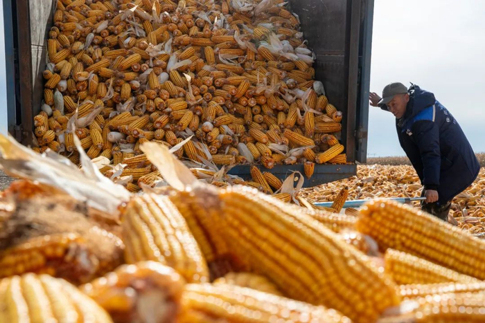 黑龙江省绥化市北林区张维镇润地农业种植合作社晾晒场，村民卸下刚刚收获的玉米。张涛 摄（新华社）