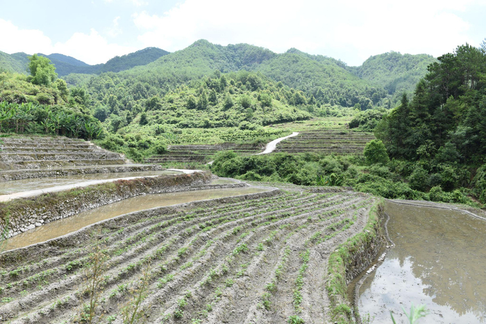 福建上杭县近年来新整治利用的山垅田。新华社记者秦宏 摄