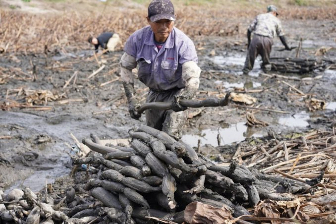 传统的挖藕方式是用锹挖泥藕。受访者供图