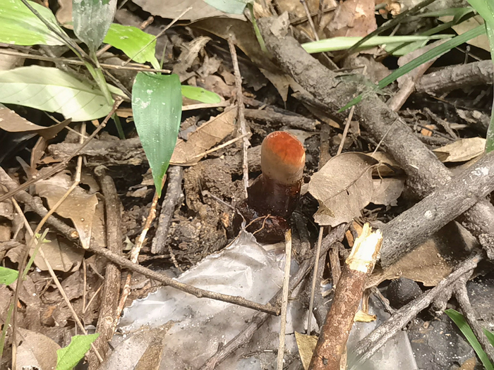 新鑫农业发展有限公司在林下种植的紫灵芝。新华社记者秦宏 摄