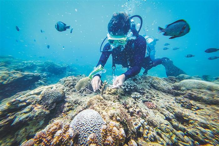 在海南三亚蜈支洲岛附近海域，一位潜水教练在海底种珊瑚苗。 海南日报记者王程龙 摄