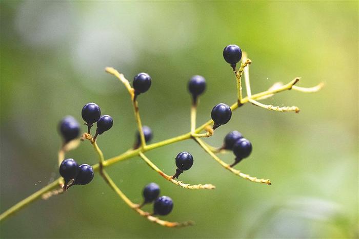 在海南热带雨林国家公园五指山片区，长柄杜若的深蓝色果实。海南日报记者李天平 摄