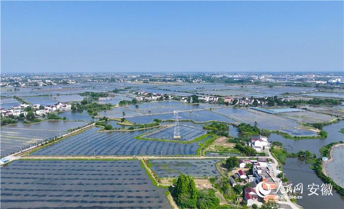 俯瞰安徽省无为市福渡镇黄金坝村的稻虾养殖基地。人民网记者 陶涛摄