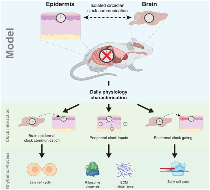 图片来自Cell Stem Cell, 2024, doi:10.1016/j.stem.2024.04.013