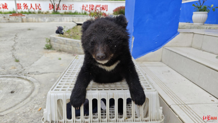 ▲获救小黑熊