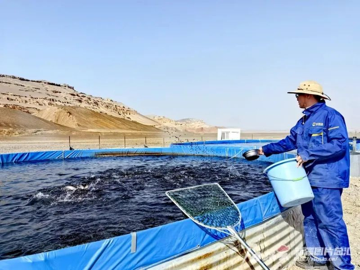 5月19日，新疆大草湖冷水鱼有限公司繁育基地内，工作人员在投喂三文鱼。石榴云/新疆日报记者 马帛宇摄