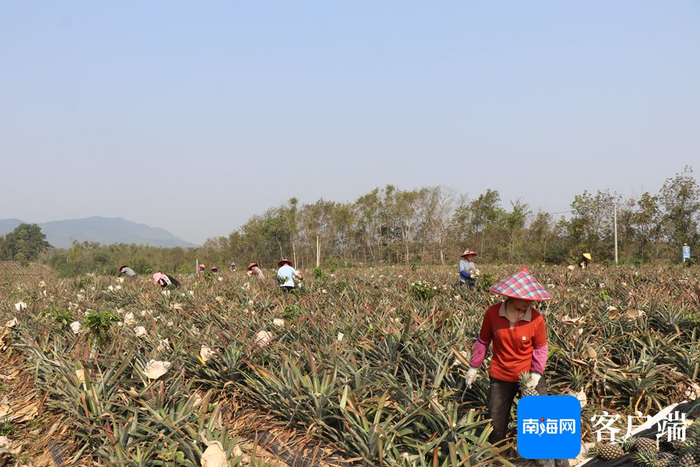 　　琼中黎母山镇凤梨种植基地正在进行本季最后一批采摘。琼中融媒体中心供图