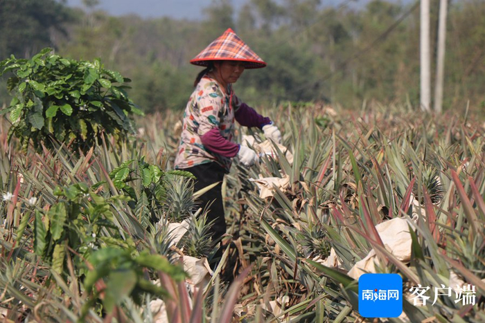 　　琼中黎母山镇凤梨种植基地正在进行本季最后一批采摘。琼中融媒体中心供图
