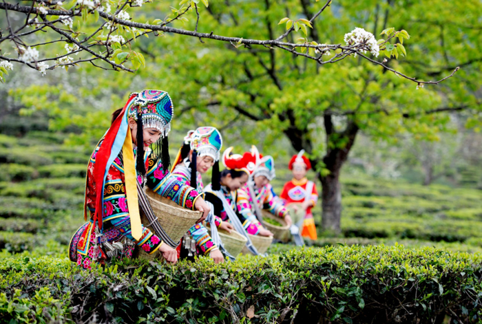 白竹山上采茶。李泽华 摄