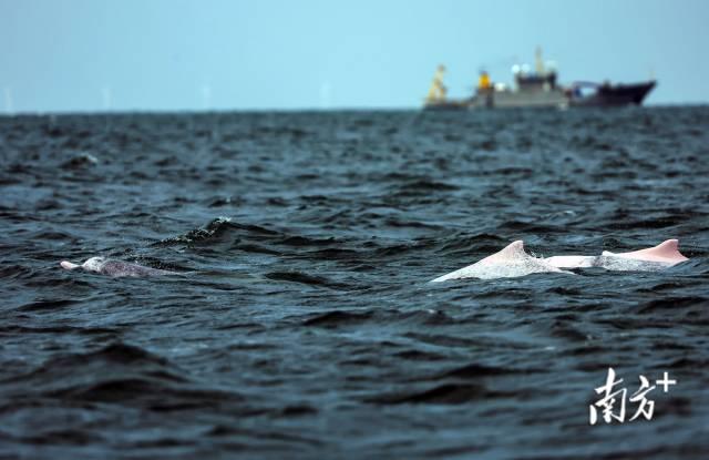 中华白海豚在广东湛江雷州湾海域畅游。兰红光 摄