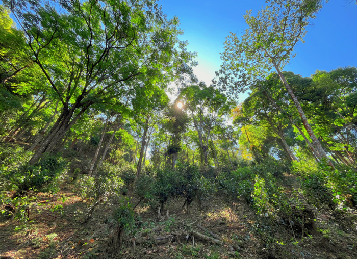 南糯山茶树资源丰富。勐海县委宣传部 供图