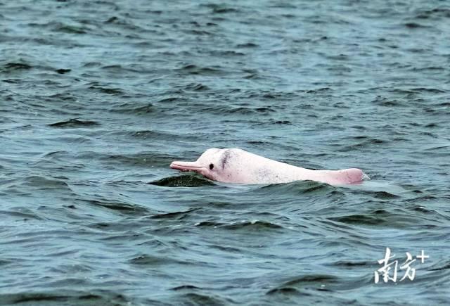 湛江雷州湾，一头中华白海豚跃出水面。毛建军 摄