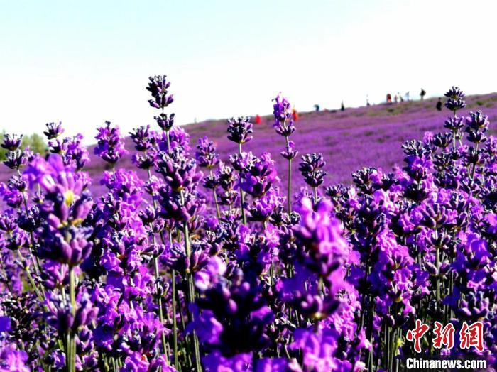 每年的6月至7月，薰衣草盛开，紫色的花海与蓝天白云相映成趣，美不胜收。中新网记者王小军摄