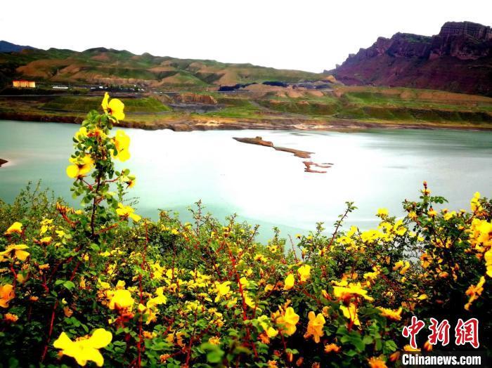 新疆地域辽阔，气候多样，拥有丰富的花卉资源。中新网记者王小军摄