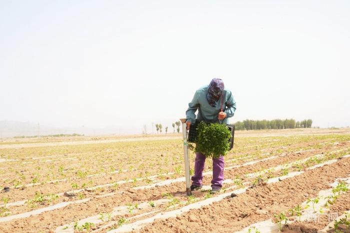 农户霍牡丹在番茄地里栽苗（央广网记者 魏全民 摄）