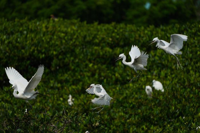 在广东湛江霞山区观海长廊一带的红树林里栖息的鸟类（2023年5月25日摄）。