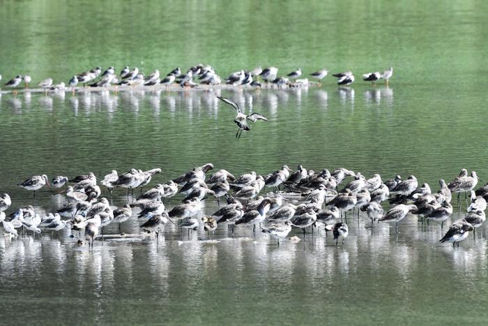  候鸟在深圳福田红树林湿地休憩（2023年10月13日摄）。