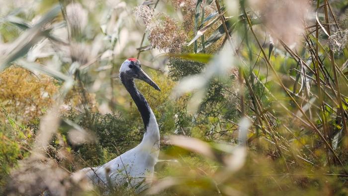 ↑这是在辽河口自然保护区拍摄的丹顶鹤。