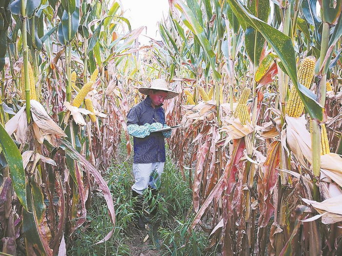 科研人员在记录“黄金棒696”田间表现。  （受访者供图）