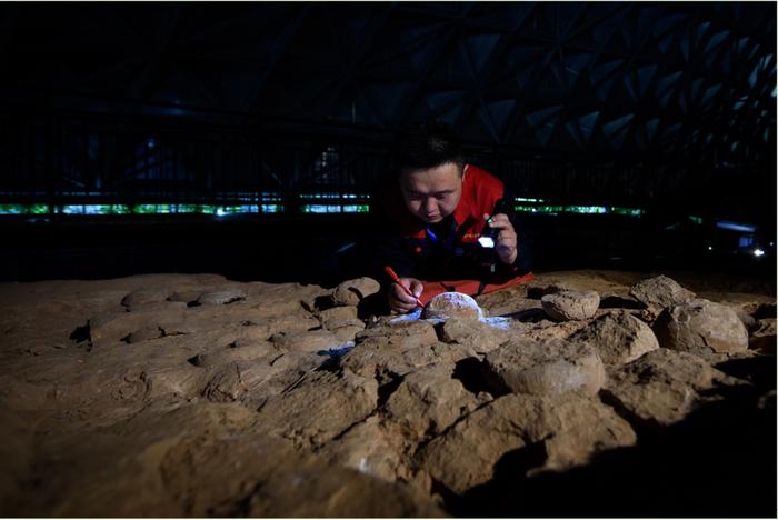 湖北省地质科学研究院高级工程师赵璧仔细研究恐龙蛋化石