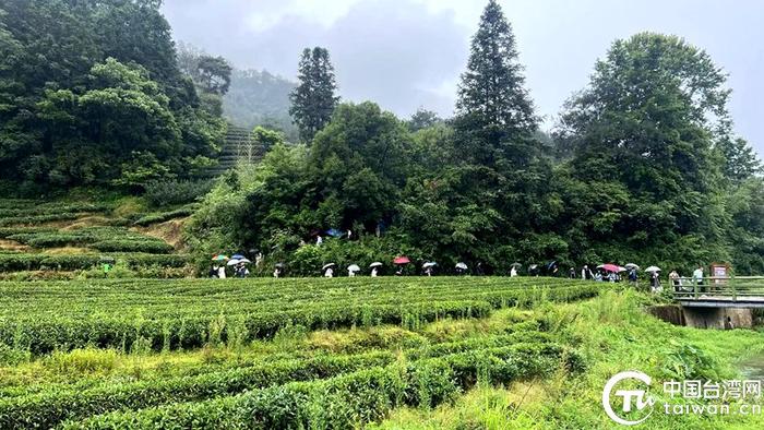 　　“亲，来品茶”两岸青年打卡季首站来到燕子窠绿色生态茶园，感受雨后清新茶香。（中国台湾网记者 孙路路 摄）