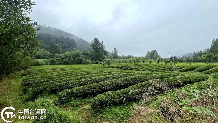 燕子窠绿色生态茶园中种有大量茶树。（中国台湾网记者 孙路路 摄）